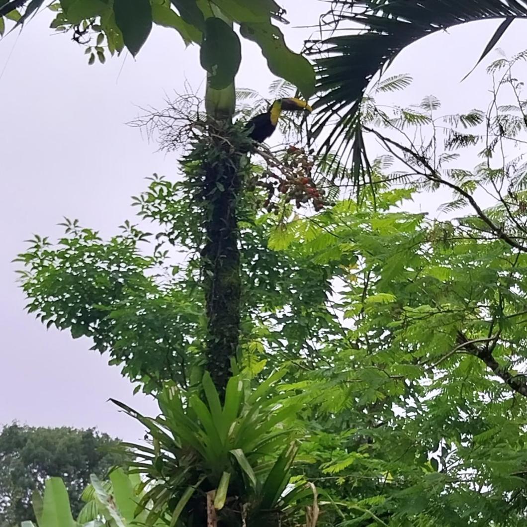 乌维塔Flor De Bambu公寓 外观 照片